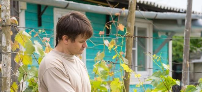 Planting grapes on a personal plot and caring for them