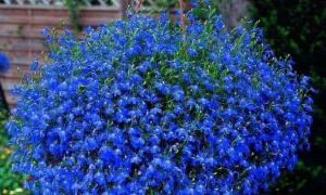 Lobelia: growing from seeds, when to plant seedlings How to plant lobelia flowers for seedlings