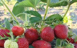 Wie man Erdbeeren gießt und wann man Unkraut jätet