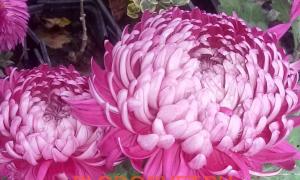 We grow chrysanthemums (large-flowered, branched, potted, Korean) Growing large chrysanthemums