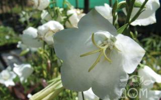 Harangvirág a kerttervezésben: fajták és fajták, ültetés és gondozás Fehér kárpáti harangvirág
