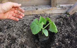 Hogyan és mikor kell ültetni az uborkát?