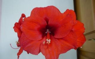 Indoor lily hippeastrum - care at home