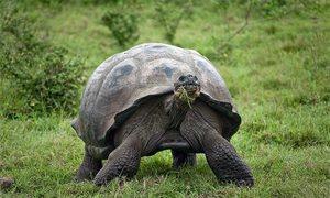 Gjergji i vetmuar, breshka më e famshme në botë ka ngordhur Pse breshka elefant ha bimë helmuese?