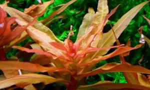 Аммания сенегальская (Ammannia senegalensis) Выращивание и уход