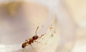 Es gibt Ameisen: Wie bekämpft man sie mit Volksheilmitteln?