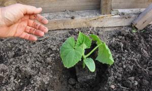 How and when to plant cucumbers?