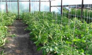 Si të lidhni domatet në tokë të hapur - mënyrat më të mira