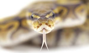 Το προσδόκιμο ζωής των φιδιών στη φύση και στο σπίτι, μπορεί τα φίδια να ζήσουν χωρίς κεφάλι