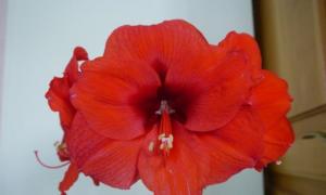 Panloob na lily hippeastrum - pangangalaga sa bahay