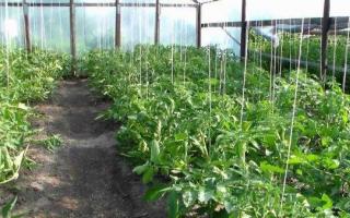 Як підв'язати помідори у відкритому ґрунті - найкращі способи