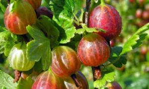 Growing and planting gooseberries, secrets of proper plant care Productive varieties of gooseberries