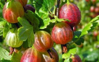 رشد و کاشت انگور فرنگی، اسرار مراقبت صحیح از گیاه انواع مولد انگور فرنگی