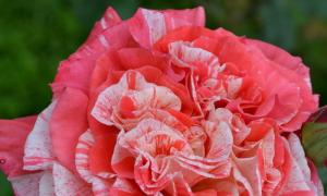 Ruže iz Sibira Tatyana Maximova