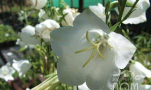 Campânula no design de jardins: tipos e variedades, plantio e cuidados Campânula branca dos Cárpatos